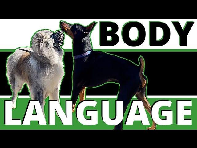 Dangerous Body Language Breakdown: Learn the Details to Help your Dog or Keep her Safe.