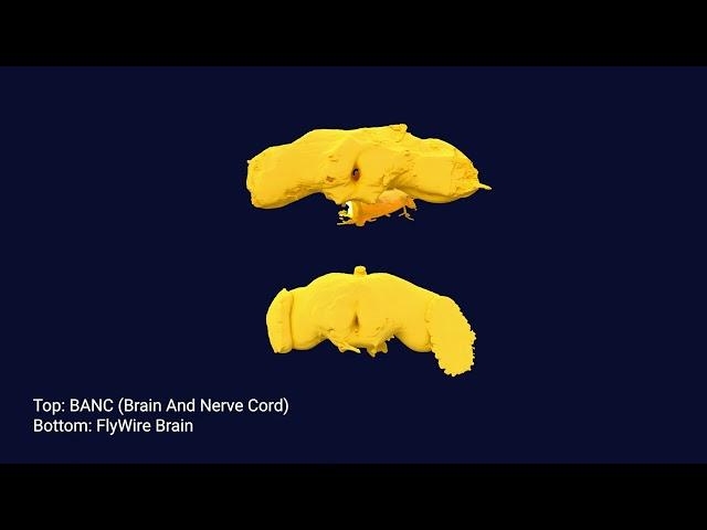 FlyWire Brain and BANC