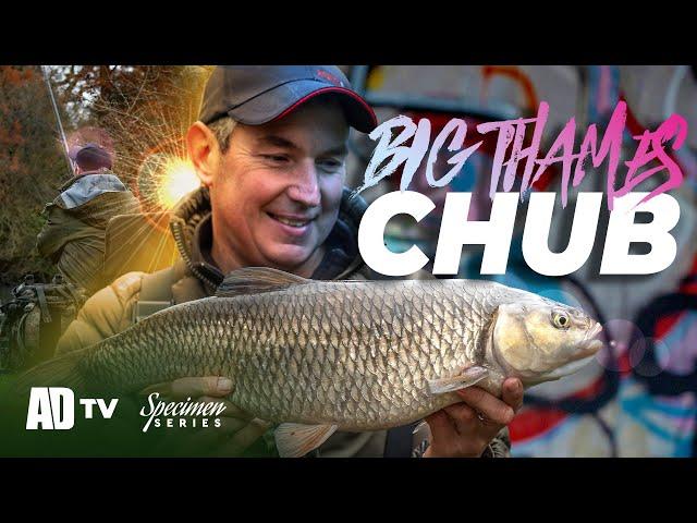 Thames Winter Chub - Big Chub - Phil Spinks Specimen Series