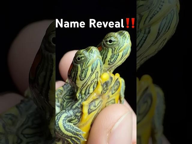 Two headed Turtle Name Reveal!