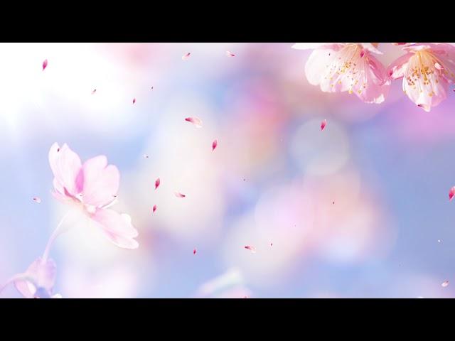 Romantic flower background petals falling video