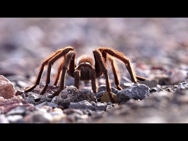 Baked Earth and Flaming Skies | HD Travel footage through the American Southwest