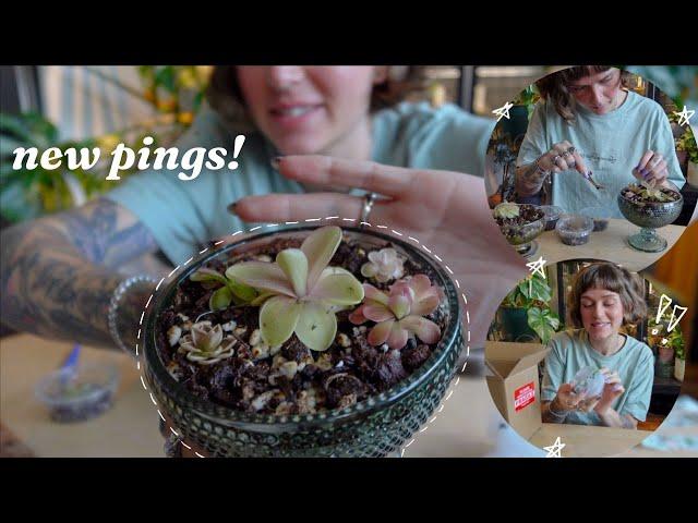 my pinguicula wishlist is completed   chlorophiles unboxing!! 
