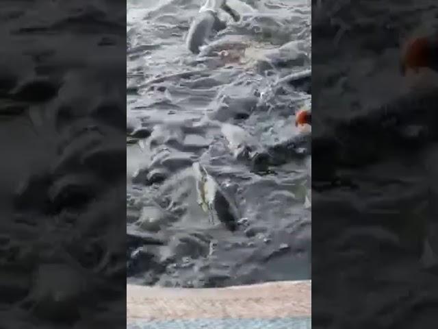 Nông Nghiệp TV đang phát trực tiếp! beautiful giant fish