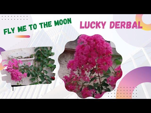 FLY ME  TO THE MOON COVER  BY  LUCKY DERBAL #flymetothemoon