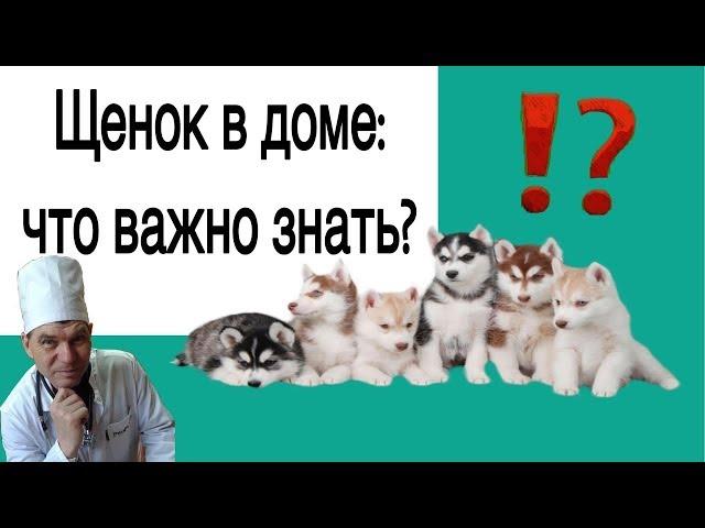 ЩЕНОК В ДОМЕ - КАК СЕБЯ ВЕСТИ // СОВЕТ ВЕТЕРИНАРА / уход / питание / первые шаги