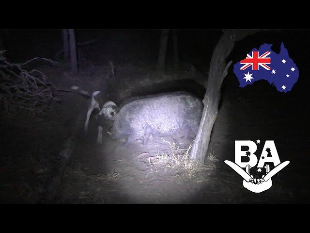 HUGE BOAR FOR HALLOWEEN - 2 trophy tusky boars and 1 huge boar in one night