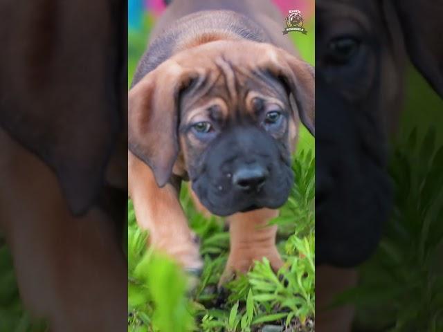 Most Aggressive boerboel dog transformation  #shorts #jaishreeram (2m)+