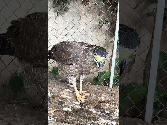 #Hawk #Eagle #Owl #Wildlife #Animal #EagleHawkOwl hawk vs snake, Owl vs snake fight, Eagle Vs Snake,