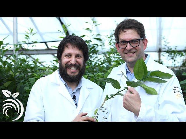 Citrus Propagation and Disease in California – Your Questions Answered by Dr. Georgios Vidalakis