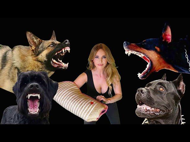 TOP 4 DEADLIEST FAMILY PROTECTION GUARD DOGS - Ultimate Guide