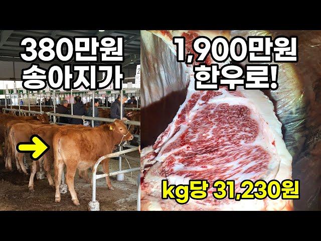 저렴한 송아지로 한우 전국 1등, 최고가 찍었습니다 (출하 성적 공유 및 분석)