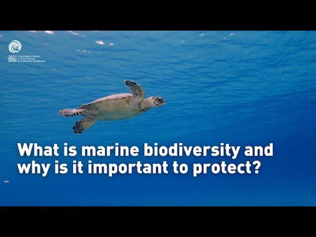 What is marine biodiversity, and why is it important to protect?