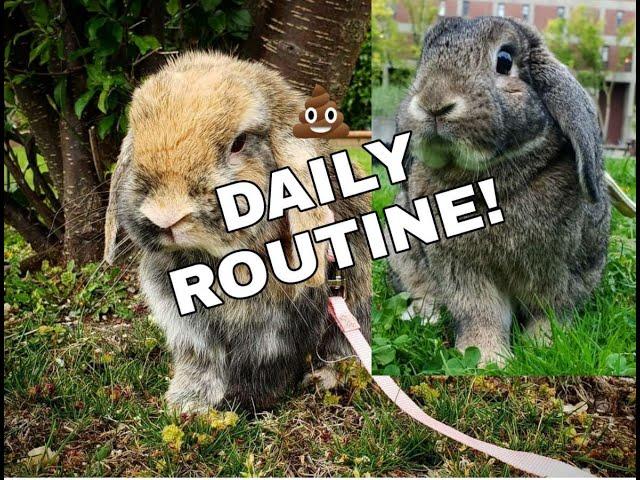 CLEANING ROUTINE WITH FREE ROAM RABBITS | Yesli Frias