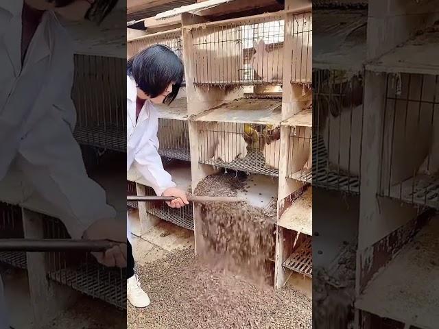 Rabbit cage cleaning process