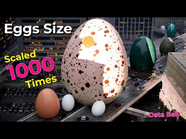 If Eggs Grew 1000 Times Bigger  | Imaginary Eggs size comparison in city