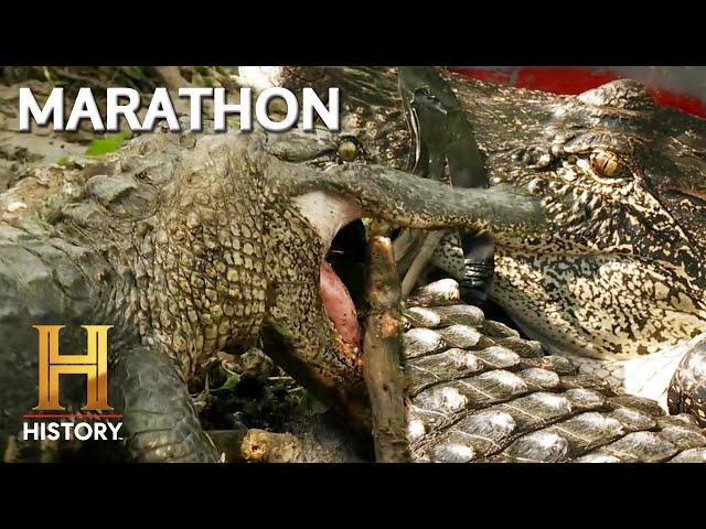 Swamp People: AGGRESSIVE Gators Take Over the Swamp *Marathon*