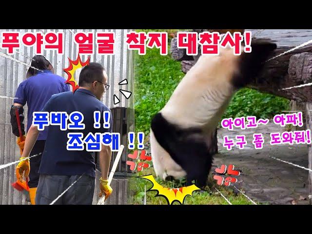  푸바오 는 산에서 떨어지다가 얼굴로 착지했다  동물원 관리자는 푸야의 상태를 확인하기 위해 즉시 달려왔다 