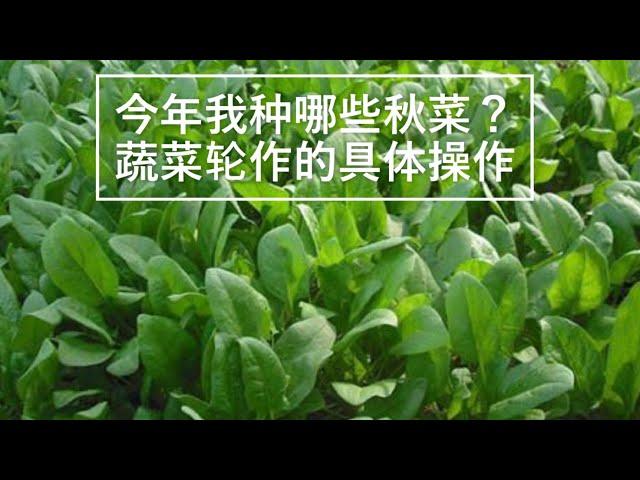 【我的有机小菜园】今年我种哪些秋菜？蔬菜轮作的具体操作