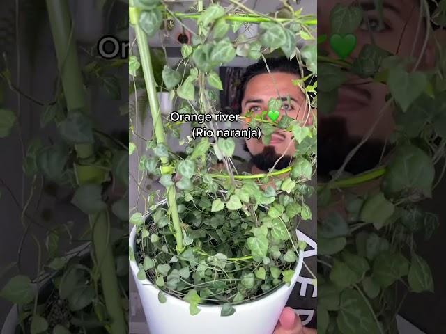 Indoor Plant Care Tips for String of Hearts #plants