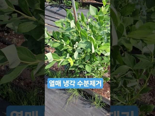 열매 냉각, 수분 제거 필요성 20250618) 열매 온도 낮추고, 비가 올 경우 수분 제거 후 저장해야 진무름 최소화 가능. #blueberry #블루베리수확