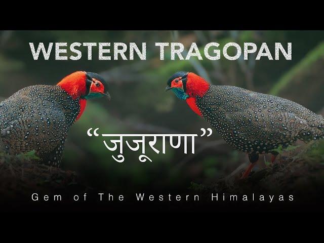 Western Tragopan (जुजूराना) - A Gem of Western हिमालया