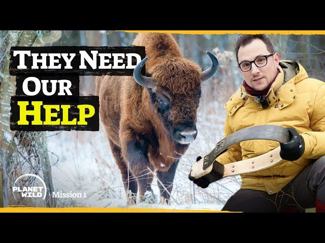 We found a way to protect the mighty European Bison