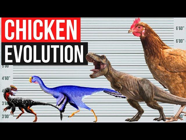 Chicken Evolution | By Years