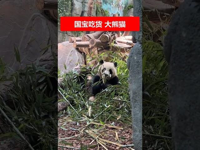 国宝吃货大熊猫沉浸在竹子丛中。享受美食！