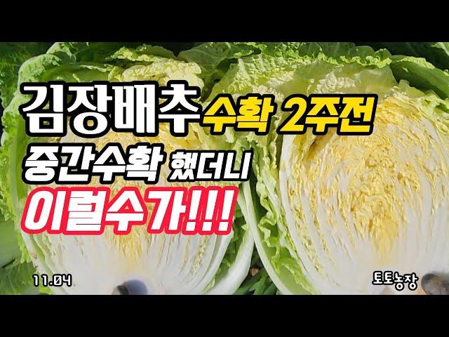 김장배추 김장 2주전 중간수확 했더니 이럴수가 #김장배추 #김장배추재배 #유기농