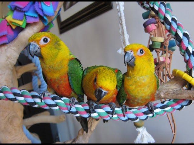 12 week old baby Jenday Conures