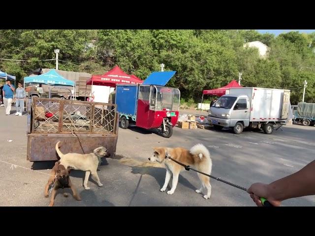 记录中国真实的宠物市场/宠物鸡/宠物鸭/宠物猫，总有些我很多无能为力的事。