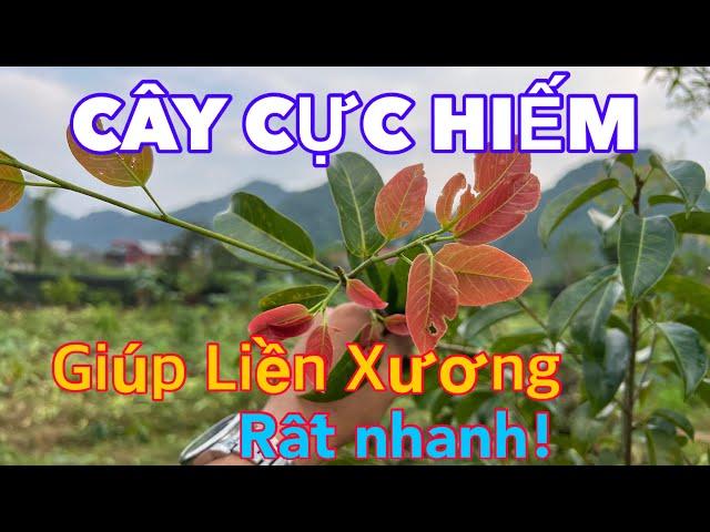 Cây Này Bó Gãy Xương LIỀN XƯƠNG Rất Tuyệt, Các Bác Trồng Được Càng Hay | CTVC