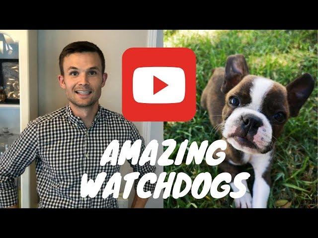 3 Reasons Boston Terriers Make Great Watchdogs!