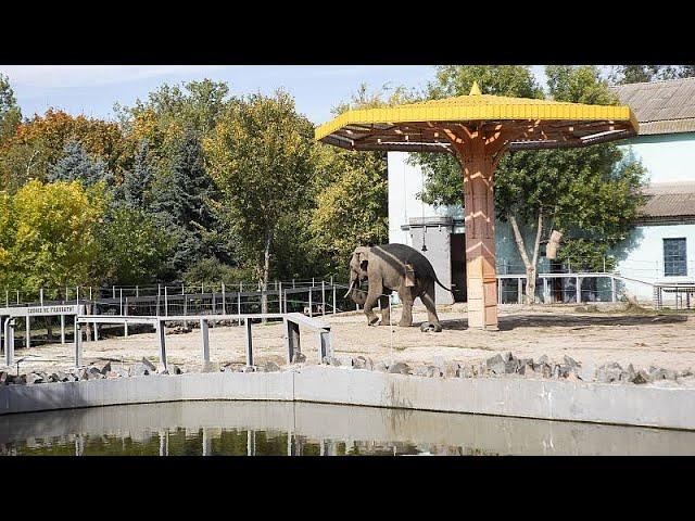 Mykolaiv zoo: life carries on in war-torn Ukraine