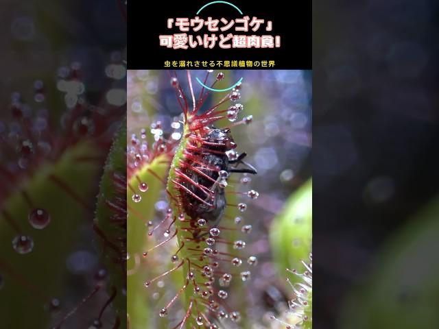 「モウセンゴケ」— 可愛いけど超肉食！虫を溺れさせる不思議植物の世界#4k #食虫植物 #モウセンゴケ #不思議植物 #植物図鑑#食虫系#珍しい植物 #自然の神秘 #植物の世界#かわいいけど怖い