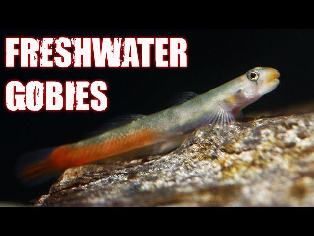 Exploring 11 Unique Freshwater Goby Fish