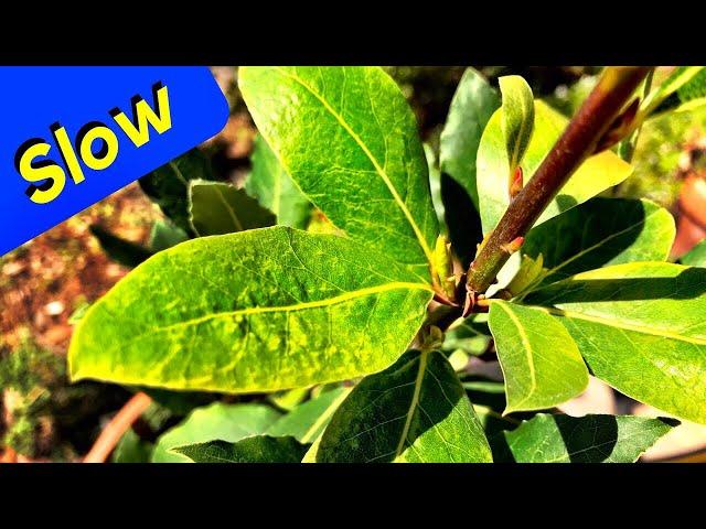 Greek Bay Leaf Tree Plant Growth - Laurus Nobilis Tree (Slow Growing)