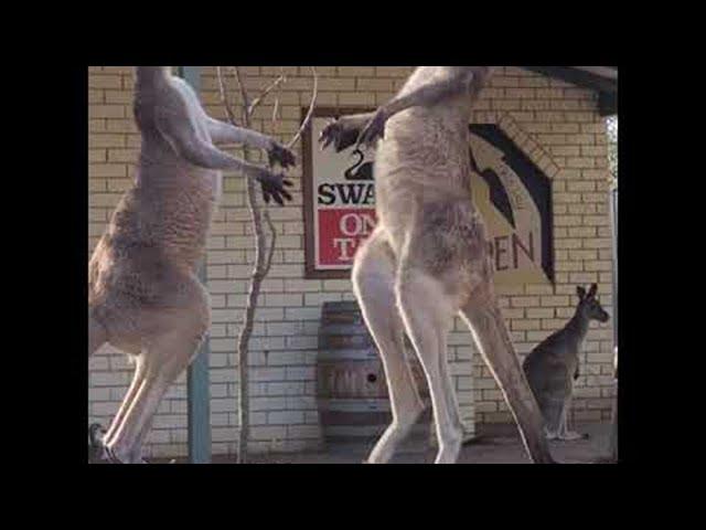 Kangaroo Stand off Outside Aussie Pub || ViralHog