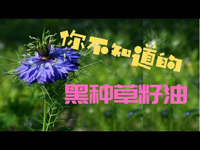  黑種草籽油的神奇效果｜亮麗肌膚，癒合疤痕，痤瘡的天然治癒者｜黑種草苜蓿，黑茴香籽油，黑見草籽油，黑籽油，羅馬香菜，黑芝麻，黑孜然，黑香菜 