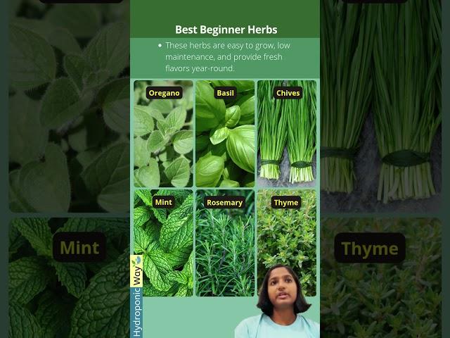 Easy Herbs for a Fresh Start  #hydroponicway #hydroponics #shorts #gardening #beginners #plants