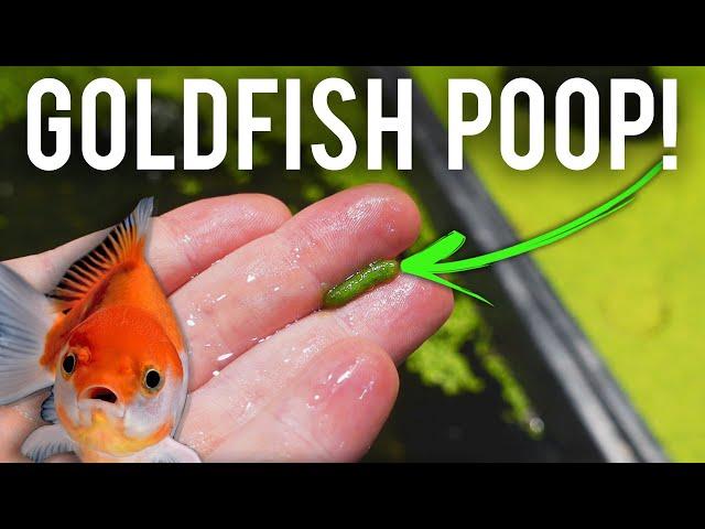 Are Goldfish the BEST Cleaner Fish Ever?