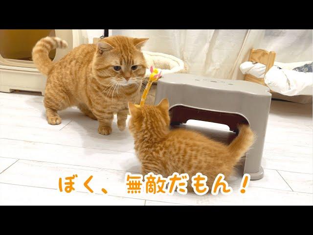 子猫のぽちゃくんと茶々パパの優しい戦い