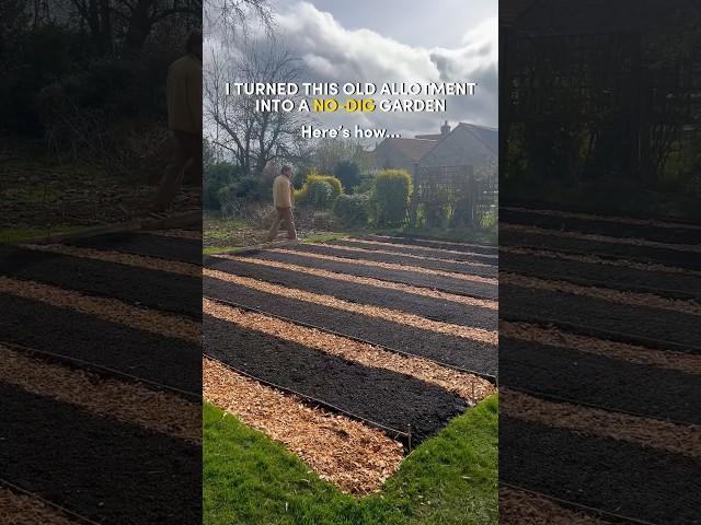 Unkept Allotment to NO-DIG Garden  #gardening #gardeningtips #nodig