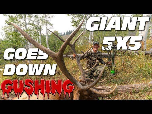 Big Bull Elk in the peak of the HEAT! Giant 5x5 bull goes down!