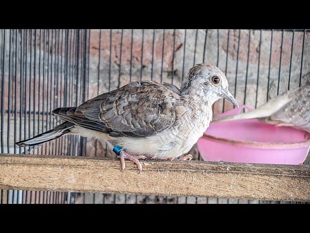 HYBRID F1 BETWEEN ZEBRA DOVE & DIAMOND DOVE - UPDATE