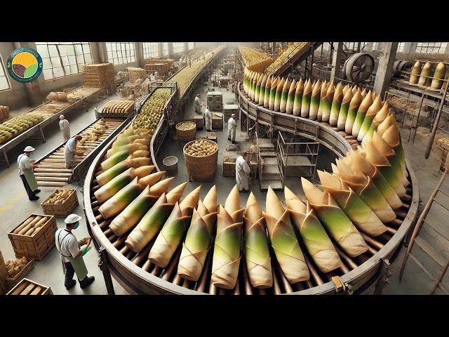 Chinese Farmers Harvest 1,000 kg Green Bamboo Shoots: Processing Factory | Farming Documentary