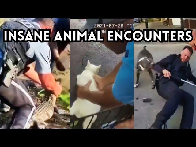 15 WILDEST ANIMAL ATTACKS Caught on BodyCam