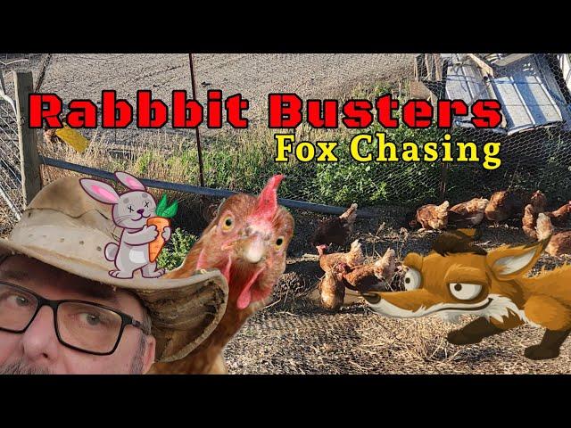 Rabbit and Fox Hunting. Big Hits and Chicken Sh*t.  #australia #hunting #rabbit #fox