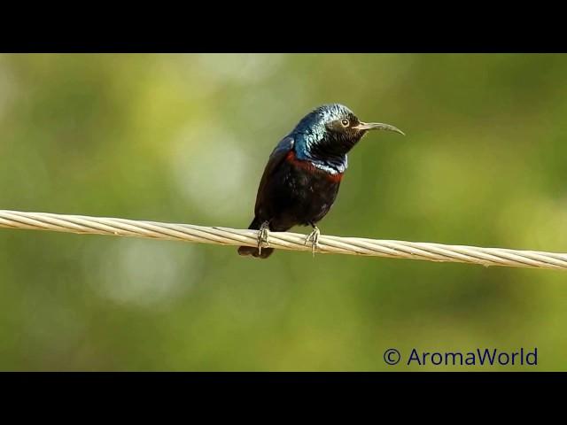 Purple Sunbird - Courtship Song & Acts.